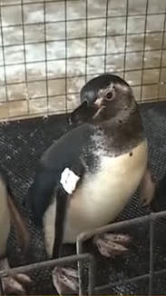 Pinguins sofrem com a chegada do inverno
