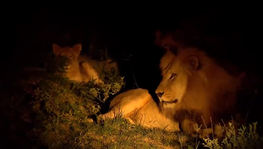 Leão surpreende expedição noturna do Câmera Record na África do Sul (Reprodução)
