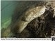 Ao tabloide, Banfi contou que em um primeiro momento a cobra o assustou, mas que depois percebeu que nada aconteceria se ele respeitasse o espaço dela