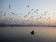 Aves migratórias sobrevoam barco no rio Yamuna, em Déli, na Índia
