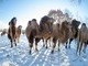 Camelos são vistos cobertos por neve em Berkenthin, no nordeste da Alemanha