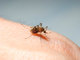 Para evitar a reprodução do mosquito transmissor da dengue, é preciso dar fim a criadouros, como pneus, pratos de vasos e garrafas com água parada. Casos de febre, mal estar, manchas avermelhadas na pele e dores no globo ocular podem indicar a doença