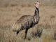 Uma Thurman? Tem gente que preferiu a Emu Thurman!