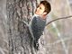 Elijah Wood virou um pica-pau para fazer um trocadilho com o nome "woodpecker", que significa justamente pica-pau!
