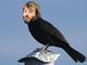 Jack BlackBird. Até que esse ficou bem engraçado, vai!