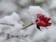 Rosa é clicada coberta de neve em um jardim em Bremen, na Alemanha, nesta quarta-feira (12)