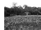 

Fotógrafa experiente, Gauditano se confessou chocada ao se
deparar com os acampamentos nas estradas que cercam a cidade de Dourados, um
dos polos econômicos do Estado de Mato Grosso do Sul. <b><a href="http://noticias.r7.com/brasil/fotos-mostram-luta-de-guaranis-kaiowas-por-sobrevivencia-na-beira-de-estradas-12122012">Leia mais</a></b><br>
