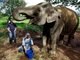 Pra gastar cerca de R$ 100 com um xícara de café de cocô de elefante... só amando muito as esquisitices!