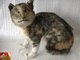 Sério, quem teria um animal empalhado desses em casa se não amasse as esquisitices? Quer ver mais? Então segura o estômago e clica <b><a href="http://noticias.r7.com/esquisitices/fotos/animal-empalhado-fica-feio-como-o-cao-13122012?foto=5#fotos">aqui</a></b>!