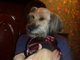 Cachorro e dono sempre ficam meio parecidos, mas isso é meio ridículo