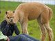 Quando rola uma dessas com uma alpaca, o nome da coisa é "alpacalipse"!