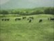 E o que aconteceu com essa vaca voadora?