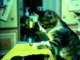 Gatos costuram?