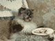 Vai vendo que, aqui, os gatos pintam e bordam