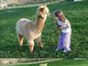 A menina real é mais fofa, mas a alpaca (esse bicho peludo aí é uma alpaca, nénão?) ficou mais fofa no desenho