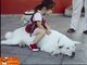 Esses akitas — uma raça de cachorro que é muito tradicional no Japão — parece que foram criados pra virar anime, né?