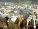 Além de jogos, o bicheiro também investia pesado no ramo rural. Além das 36 chácaras e fazendas, Cachoeira tinha 3.415 cabeças de gado. Os animais, juntos, valem R$ 2,7 milhões, segundo relatório da PF