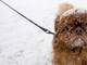 Cachorrinho coberto de neve em Berlim, na Alemanha