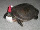 As tartarugas também têm Natal, mas ele demora pra chegar&nbsp;