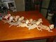 Pelo menos entre as iguanas, ele existe!