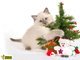 Um dia, quem sabe, você não acha um gatinho debaixo da sua árvore de Natal?