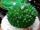 Papai Noel curte o verde, né?