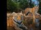 O tigre ao fundo é Smasher. O nome foi dado pelo fotógrafo Steve Winter, que registrou esta imagem no Parque Nacional de Bandhavgarh, na Índia. O apelido, que significa 'destruidor' em inglês, foi escolhido porque o tigre acabou com uma das câmeras que foi plantada pelo fotógrafo no local