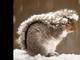 Um esquilo é fotografado durante uma tempestade de neve em Nova Jersey, nos Estados Unidos