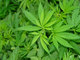 A<a href="http://noticias.r7.com/saude/maconha-nao-reduz-dor-mas-a-torna-toleravel-diz-estudo-24122012"> maconha</a>
 pode tornar a dor mais tolerável em vez de realmente reduzi-la, segundo
 sugere um estudo da Universidade de Oxford. Com a ajuda de exames de 
ressonância magnética no cérebro, os pesquisadores descobriram que o 
ingrediente psicoativo da erva reduz a atividade na parte do cérebro 
ligada aos aspectos emocionais da dor
