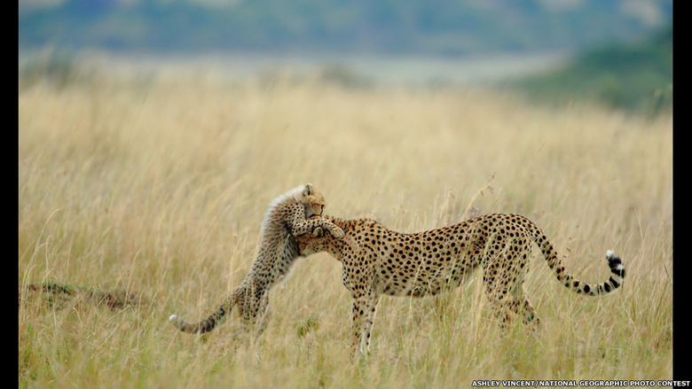 Ashley Vincent/National Geographic Photo Contest