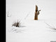 Muitas imagens foram agraciadas com menções honrosas, como esta, de Michael Eastman, retratando uma raposa vermelha e sua caçada por um camundongo na neve