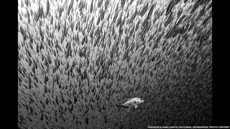 Fransisca Harlijanto/National Geographic Photo Contest
