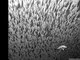 Esta imagem da fotógrafa Fransisca Harlijanto também recebeu uma menção honrosa