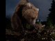 Esta imagem de um urso selvagem do Alasca foi feita com o auxílio de um acessório fabricado pelo próprio fotógrafo Jason Ching