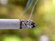 Tenha sempre em mente que o cigarro é um inimigo da saúde.
Segundo a OMS (Organização Mundial da Saúde), o uso de produtos derivados do
fumo é a segunda causa de mortalidade no mundo, respondendo por um em cada dez
óbitos registrados entre adultos<br>