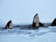 Segundo os moradores da vila de pescadores, as orcas estão se
revezando para respirar através de um buraco no gelo. O buraco é do tamanho de um pequeno
caminhão
