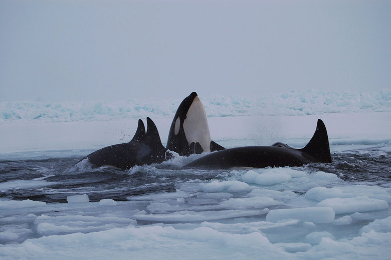 REUTERS/Maggie Okituk