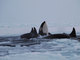 Um grupo de baleias-orca ficou preso no mar congelado da baía de Hudson, no Canadá. As informações são da Reuters e da BBC