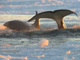 As três orcas se revezam no espaço pouco maior do que um caminhão