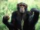 <b>
	Liberdade a macacas</b> <b>— </b>Dois chimpanzés teriam de ser libertados na natureza devido a supostas 
irregularidades apontadas na compra dos animais. A Justiça Federal em 
São Paulo determinou que os animais fossem soltos para que pudessem 
reintegrar a vida junto a outros animais.

	O dono dos animais, entretanto, entrou com recurso no STJ&nbsp;(Superior Tribunal de Justiça) alegando que, 
se fossem soltos, os animais poderiam morrer, já que sempre teriam 
vivido em cativeiro.

	O STJ recusou essa possibilidade, relembrando que a 
Vonstituição brasileira só permite esse tipo de benefício a seres 
humanos.
