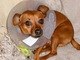 Um americano de 20 anos foi preso após <b><a href="http://noticias.r7.com/internacional/americano-espanca-cachorro-da-avo-e-o-coloca-em-forno-ligado-23012013">espancar o cachorro da avó e colocá-lo em um forno</a></b> a uma temperatura de 170ºC. Na imagem, o pequeno Kudo, que se recupera do ataque