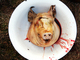 

Muito sangue, animais fatiados e uma variedade de pratos. É
dessa maneira que açougueiros da Ucrânia, Hungria e Sérvia celebram o Festival
dos Porcos, que acontece anualmente na região da Transcarpathia, na Ucrânia

