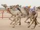 

Camelos participam de corrida no Kwait guiados por “jóqueis-robô”

