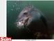 

Mas “a foca-leopardo, que fingia ser uma pedra, armou uma emboscada
para capturá-lo”, disse o fotógrafo


