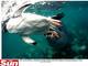 Ao tabloide britânico The Sun, o fotógrafo Nachoum, de 63 anos, disse que o pequeno pinguim
tinha entrado na água para brincar