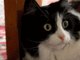 Será que o coitadinho do gato gosta disso? E como será que ela faz para soltar essas bolas de pelo? Bom, tem coisas que é melhor nem imaginar...