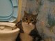 Poxa, gatinho, decide: ou usa a sua caixinha de areia ou usa o vaso sanitário!&nbsp;