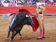 

Durante torneio realizado na Plaza de Toros México, na
capital mexicana, Padilla começou sua jornada contra o touro Botón de Plata (foto),
de 530 kg

