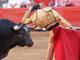 

Padilla até provocou o animal, mas Botón de Plata não deu
muitas chances para o toureiro cortar suas orelhas ou rabo, um dos objetivos da
tourada

