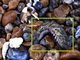 <a href="http://www.jornalciencia.com/inusitadas/bizarro/2369-britanica-se-assustou-ao-encontrar-animal-nao-identificado-nas-areias-de-uma-praia">O que seria essa bola de pelos coloridos? Confira</a>